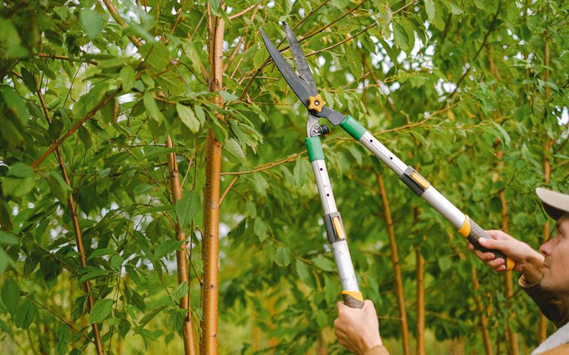 Tree trimming in Felda, FL